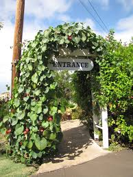 Image result for Stictocardia beraviensis