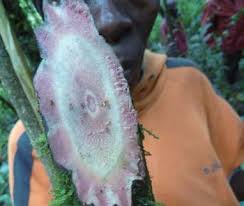 Image result for Millettia psilopetala