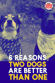 You may already post stunning photos and videos on your business' instagram and igtv feeds. Why Are 2 Dogs Better Than 1 Benefits Of Having 2 Dogs Best Dogs Dogs Good Doggies Online