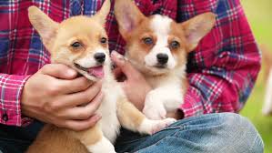 945 likes · 11 talking about this. Two Lovely Happy Brown Corgi Stock Footage Video 100 Royalty Free 1020118231 Shutterstock