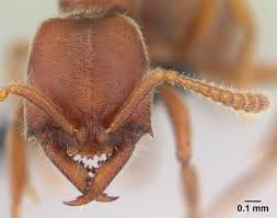 Image result for Aneilema spekei