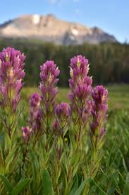 Image result for Sopubia ramosa