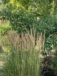 Image result for Agrostis epigejos