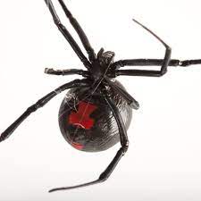 As scary as the infamous black spiders with the red hour glass marking are to me. Black Widow Spiders National Geographic