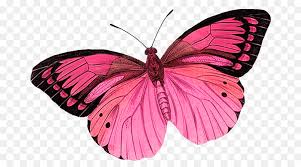 Blue and colorful butterfly on white background. Watercolor Butterfly Background Png Download 750 500 Free Transparent Butterfly Png Download Cleanpng Kisspng