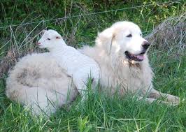 Maremma Sheepdog Livestock Guardian Dog Livestock Guardian Maremma Sheepdog