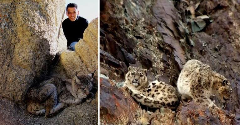 How Khenrab Phuntsog Saved 47 Snow Leopards in Ladakh