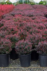 Image result for Berula thunbergii