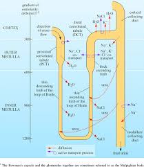 The human kidney is made up of about a million nephrons, the filtering units of this complex and highly vascular organ. Animals At The Extremes The Desert Environment 3 2 Integration Of Anatomy And Behaviour With Biochemical And Physiological Strategies In Evaders Openlearn Open University S324 1
