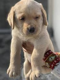 Maybe you would like to learn more about one of these? Dogs For Sale In Pakistan Olx Com Pk