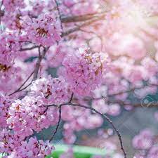 Free shipping on orders over $25 shipped by amazon. Sakura Cherry Blossom Tree In Japan With Sun Light Stock Photo Picture And Royalty Free Image Image 94584483