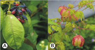 Image result for Cardiospermum