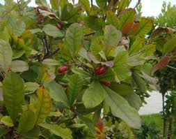 Image result for Synsepalum