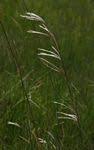 Image result for Andropogon canaliculatus