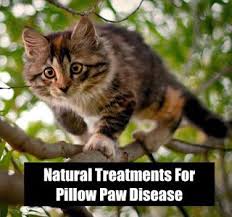 The foot pad will appear mushy and balloon out, and it may be purplish and if you see symptoms of pillow foot in your cat, make an appointment with your vet. Natural Treatments For Feline Pillow Foot Feline Plasma Cell Pododermatitis Cat Remedies Feline Cat Health Problems
