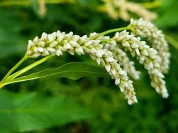 Image result for Persicaria hystricula