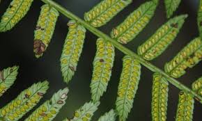 Image result for Ptisana