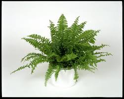 Image result for ledviník