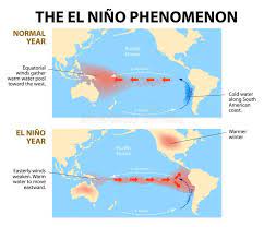 El Nino Phenomenon Diagram Shows The El Nino Phenomenon El Ni脙卤o Is A Disrupti Spon Diagram Shows Nino El N El Nino Phenomenon El Nino Phenomena