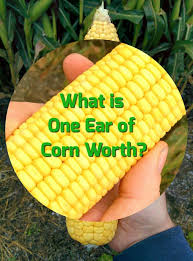 What Is One Ear Of Corn Worth The Farmer S Life Ears Of Corn Corn Agriculture Farming