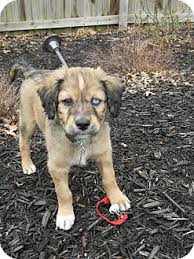 It helps you bond with them and. Huntsville Al Australian Shepherd Meet Blue A Pet For Adoption