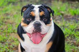 Check spelling or type a new query. Tri Color English Bulldog Are They Really That Rare