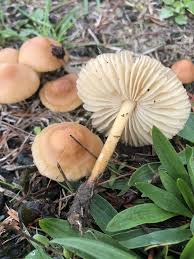 Image result for Marasmius opacus