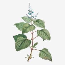 Image result for Plectranthus fruticosus