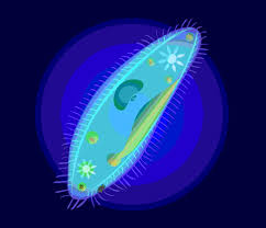 Check spelling or type a new query. Protists Biology Questions And Answers