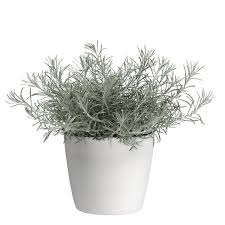 Image result for Helichrysum lastii