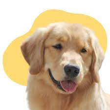 They make an ideal family dog and pet, play well with children, are easy to. Golden Retriever Dogs In Utah County Ut Golden Havoc Kennels