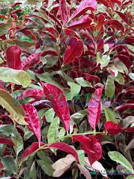 Image result for Excoecaria bussei