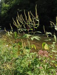 Image result for Pegolettia senegalensis