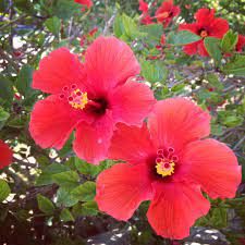 hibiscus flower in mallorca hibiscus flowers garden art flowers