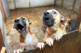 Adoption center is currently open for visits on a first come, first served basis. A Platform To Drive Pet Adoption The Star