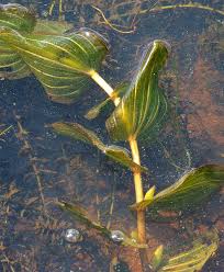 Image result for Potamogeton octandrus