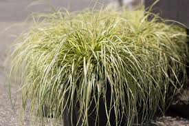 Ornamental grasses, sedges and rushes are major players in gardens from coast to coast. Using Ornamental Grasses In The Landscape Mahoney S Garden Center