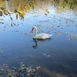 The Handcart Or Garden Truck Is A Completely Vital Garden Instrument Fertilizer Plant Devices Plants Weeds Overwh Amazing Gardens Garden Cart Big Backyard