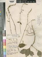 Image result for Pupalia micrantha