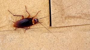 Get rid of bed bugs, ants, roaches, bees, rodents, and more. Chc Working To Eliminate Cockroach Infestation At Apartment Complex 660 News