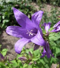These campanula latifolia are usually call bluebells, for the shape of their flowers. Giant Bellflower Plugs Campanula Latifolia Uk Delivery Naturescape