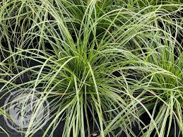 Image result for Carex johnstonii