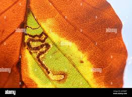 Image result for Stigmella tityrella