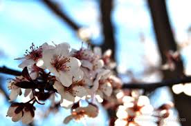 I have two of purple leaf plums, one in the front yard and one on the side. My Favorite Things Purple Leaf Plum