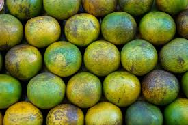 O my fruits veio para mostrar o quanto é importante comer frutas, os benefício que elas nos proporcionam, e o principal, ter uma. Reasons For Citrus Fruit Scarring Why Are There Marks On Citrus Fruits