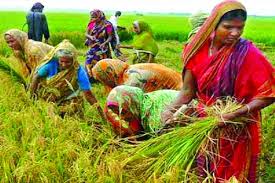 কৃষি উন্নয়নে অবদান রাখছে দেশের নারীরা