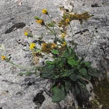 Image result for Stomatanthes helenae