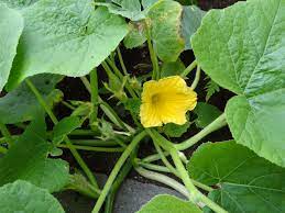 bloem in de pompoenplant tuin moestuin bloemen