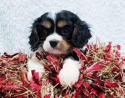 Columbus, lancaster, amanda, and any cities in ohio. Courageous Cavalierkingcharlesspaniel King Charles Cavalier Spaniel Puppy Cavalier King Charles Spaniel Lancaster Puppies