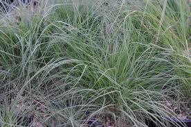 Image result for Festuca